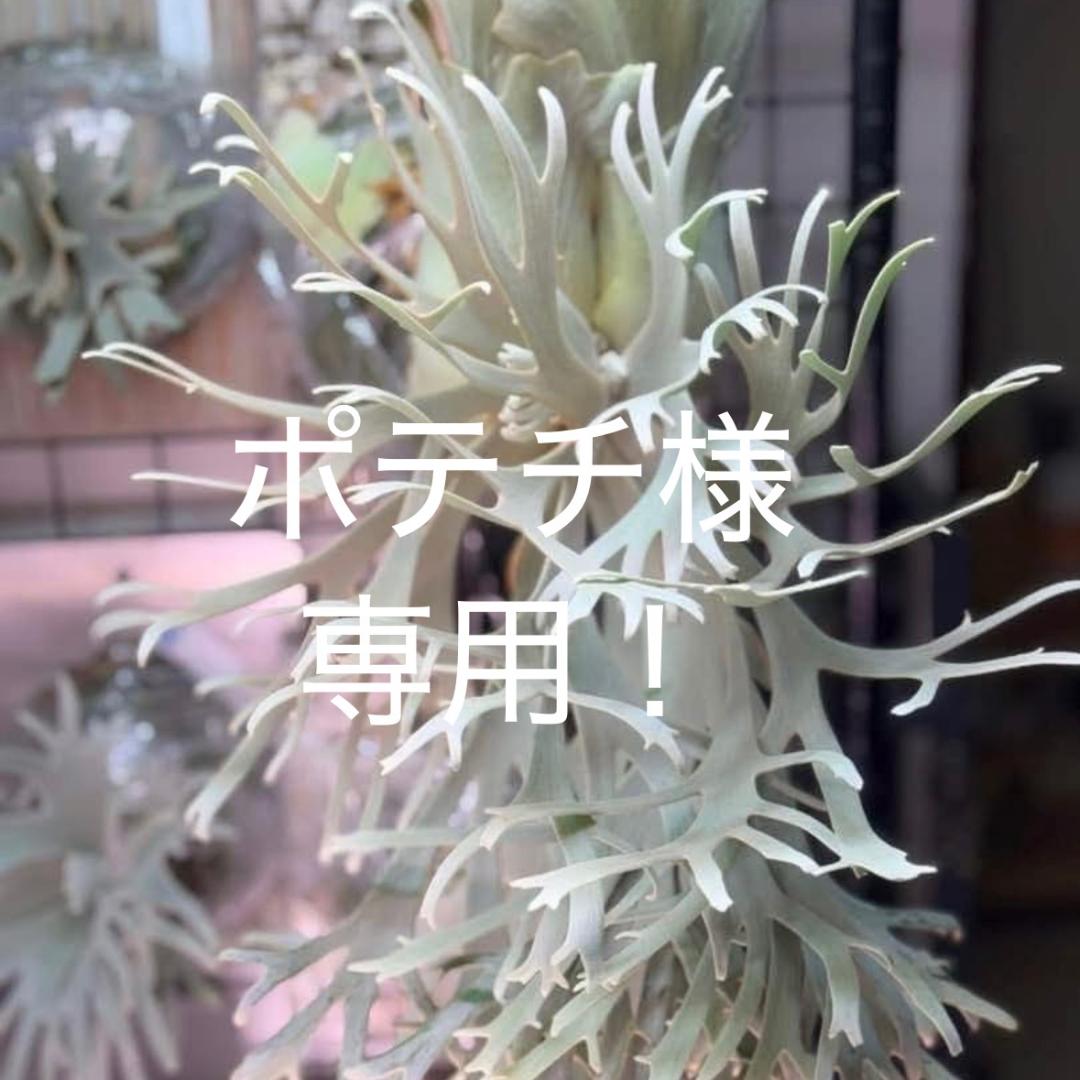 速達！P.willinckii Frosty Maiden Spore 03