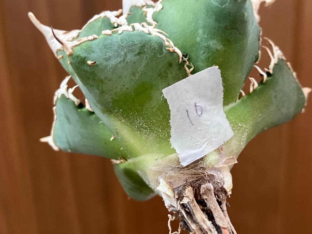 t*4様 【オークション】10 超選抜　美株　太棘　アガべ　チタノタ　白豪刺　T