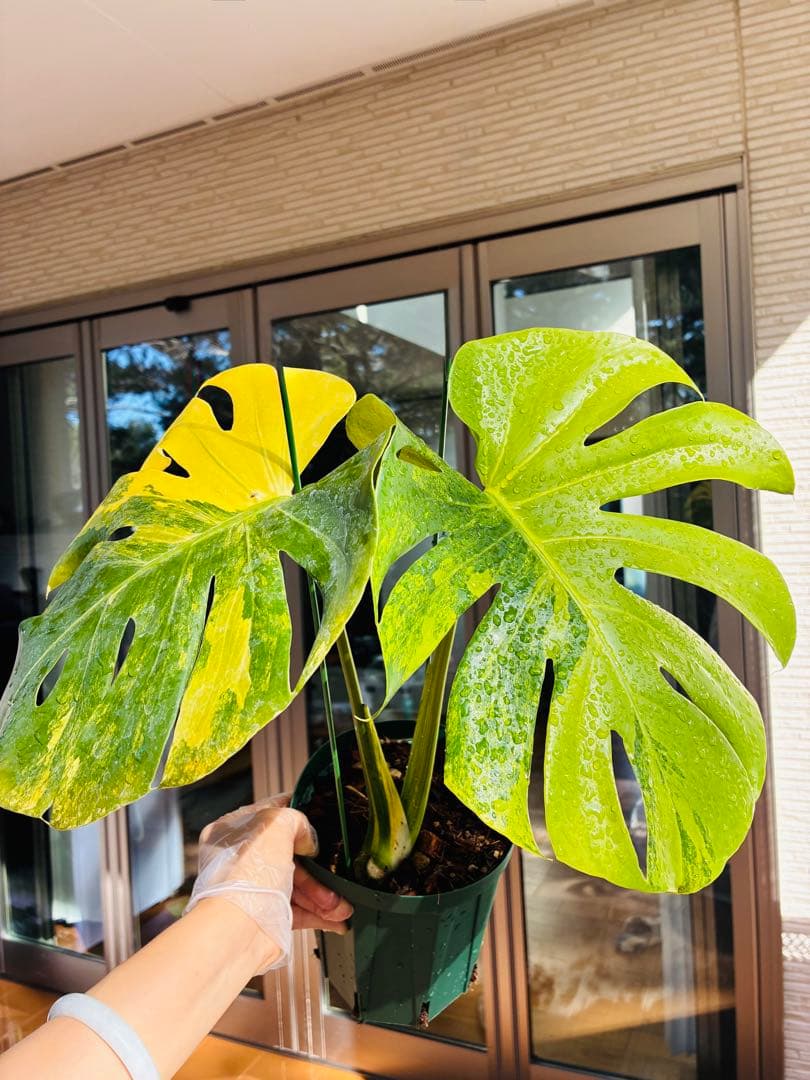 黄斑入り　モンステラモンステラ　デリシオーサ イエローマリリン　大株