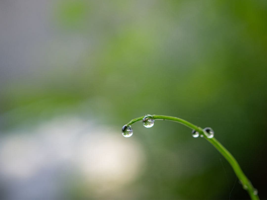 オリンパス M.ZUIKO DIGITAL ED 30mm F3.5 Macro