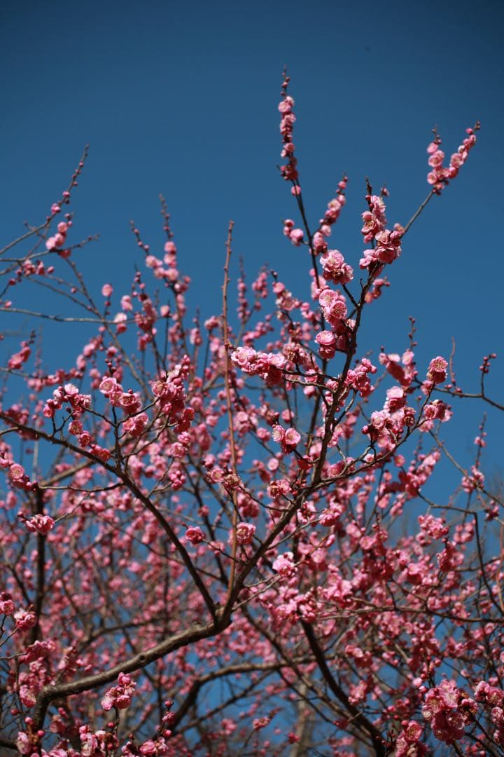 Canon EF 55-200mm 1:4.5-5.6 Ⅱ USM