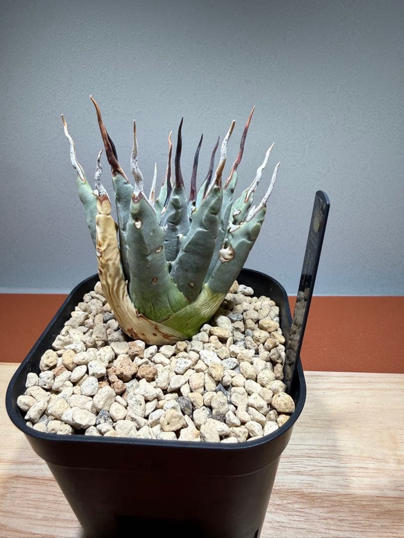 アガベ・ユタエンシス・エボリスピナ