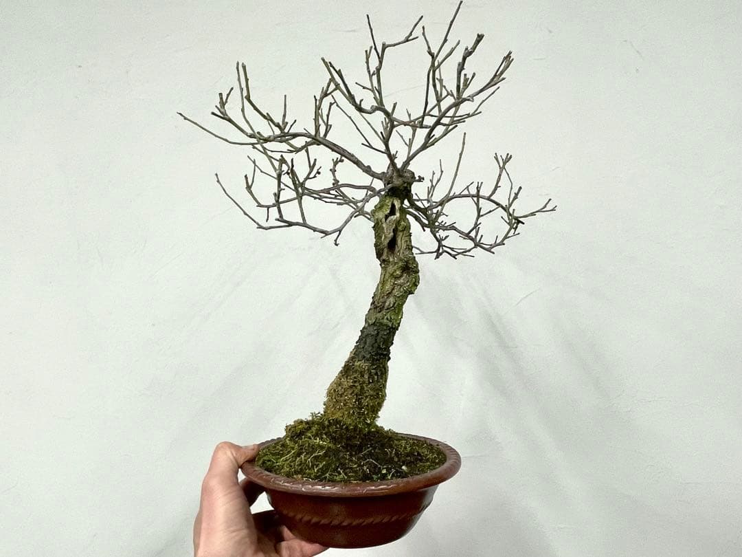 三河盆栽　野梅　盆栽　梅盆栽