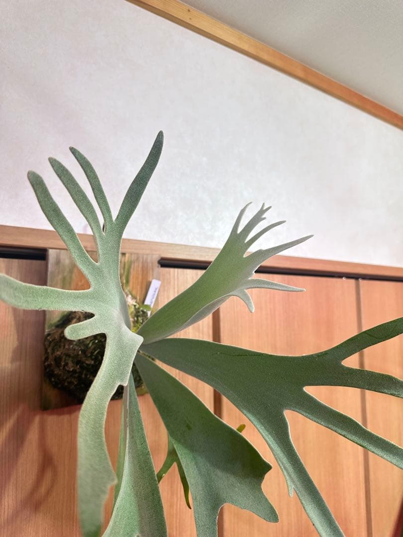 ビカクシダ harusame はるさめ