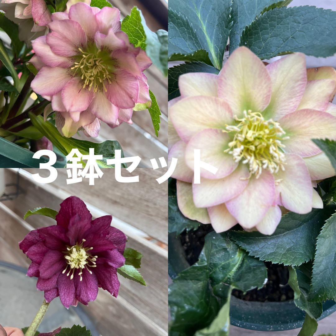 クリスマスローズ　八重咲き　ダブル　エレン　5号　3鉢セット　蕾多数　現物　Ｈ