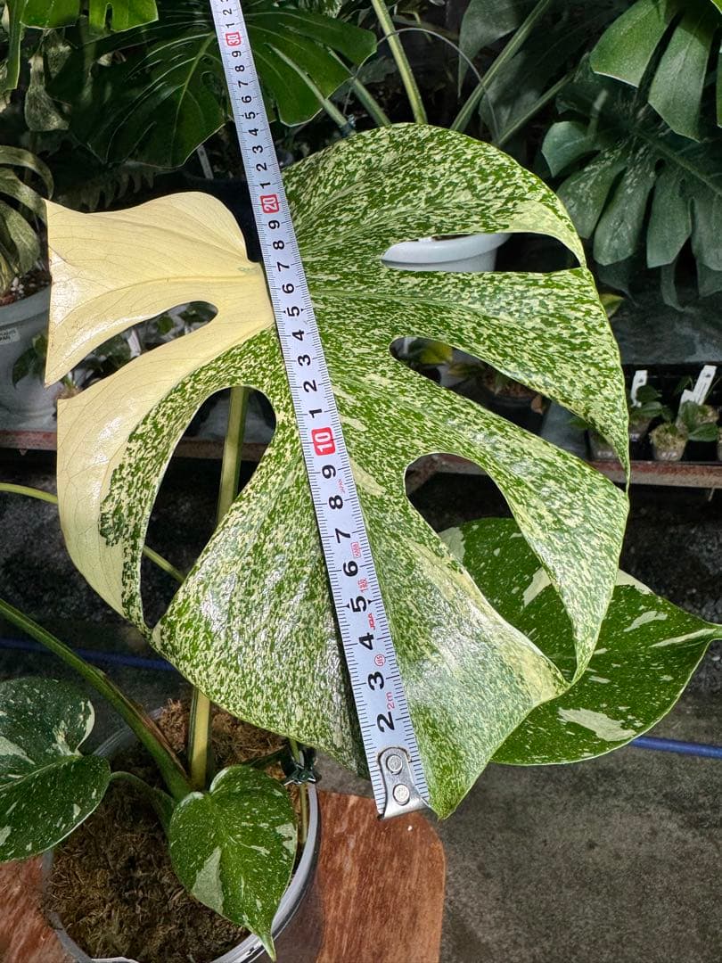 ご*ら様 2-1モンステラ　タイコンステレーション　スターライト