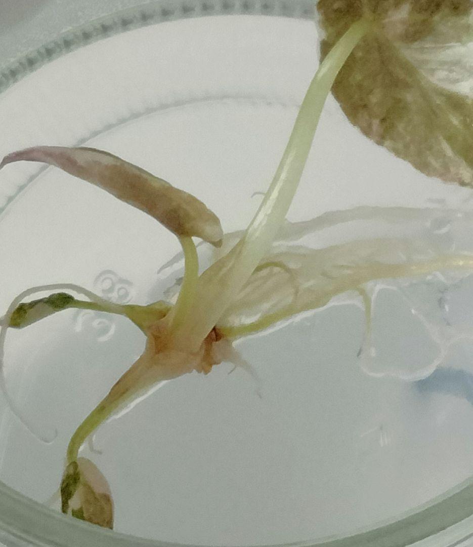 アロカシア クプレア ピンク斑入り Alocasia Cuprea Pink