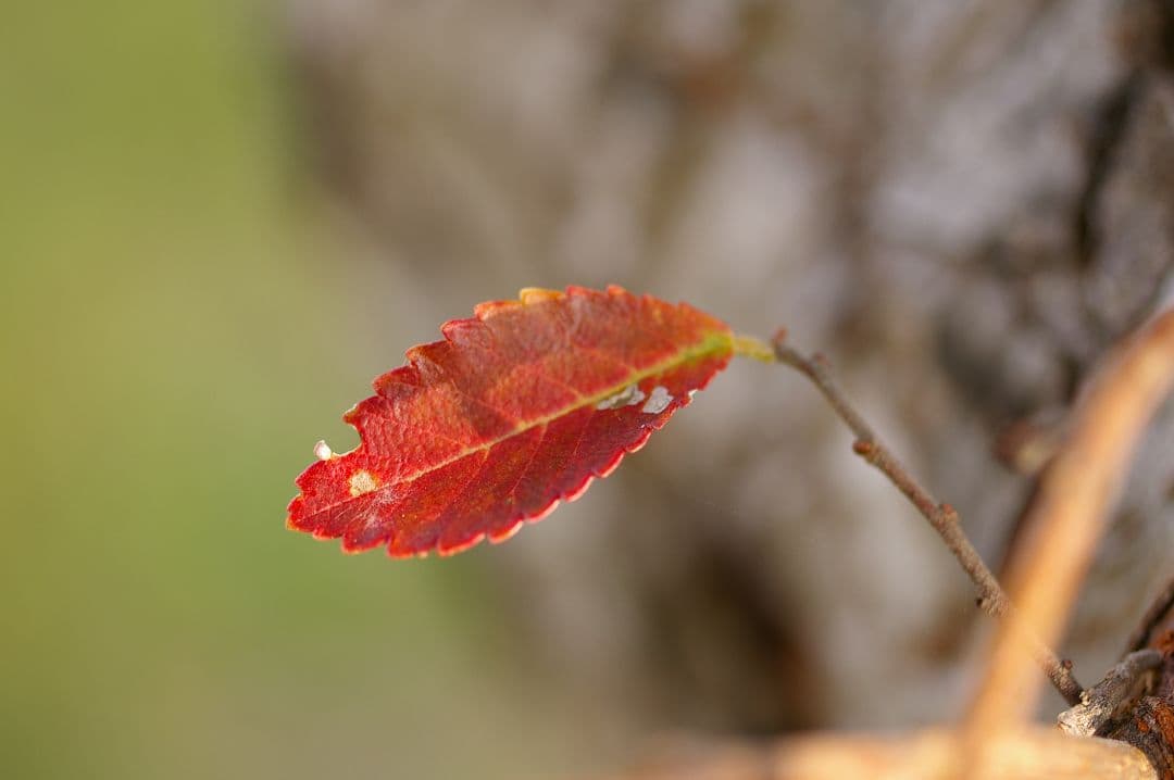 【レア】SMC PENTAX-D FA 50mm F2.8 フルサイズ マクロ