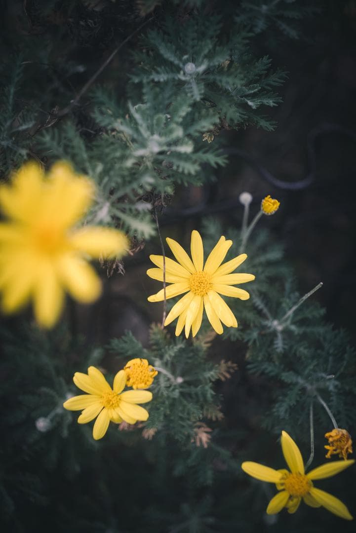 滲み玉！世界初の交換レンズ！Leica Elmar 50mm F3.5
