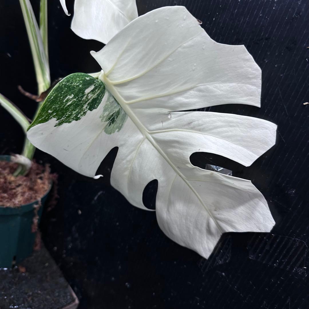 か*え様 斑入りモンステラ極上ホワイトタイガーフルムーン4号鉢植え発根済み