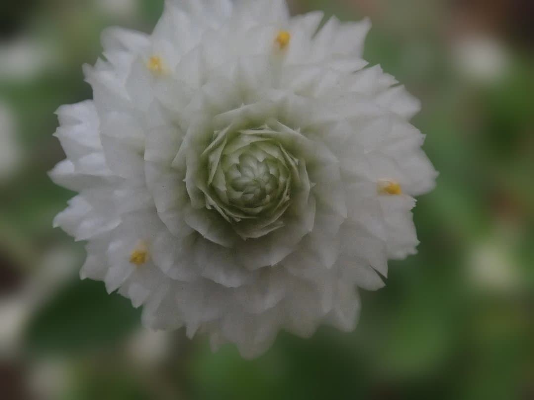 OLYMPUS Tough TG-6 ライトガイドリング付