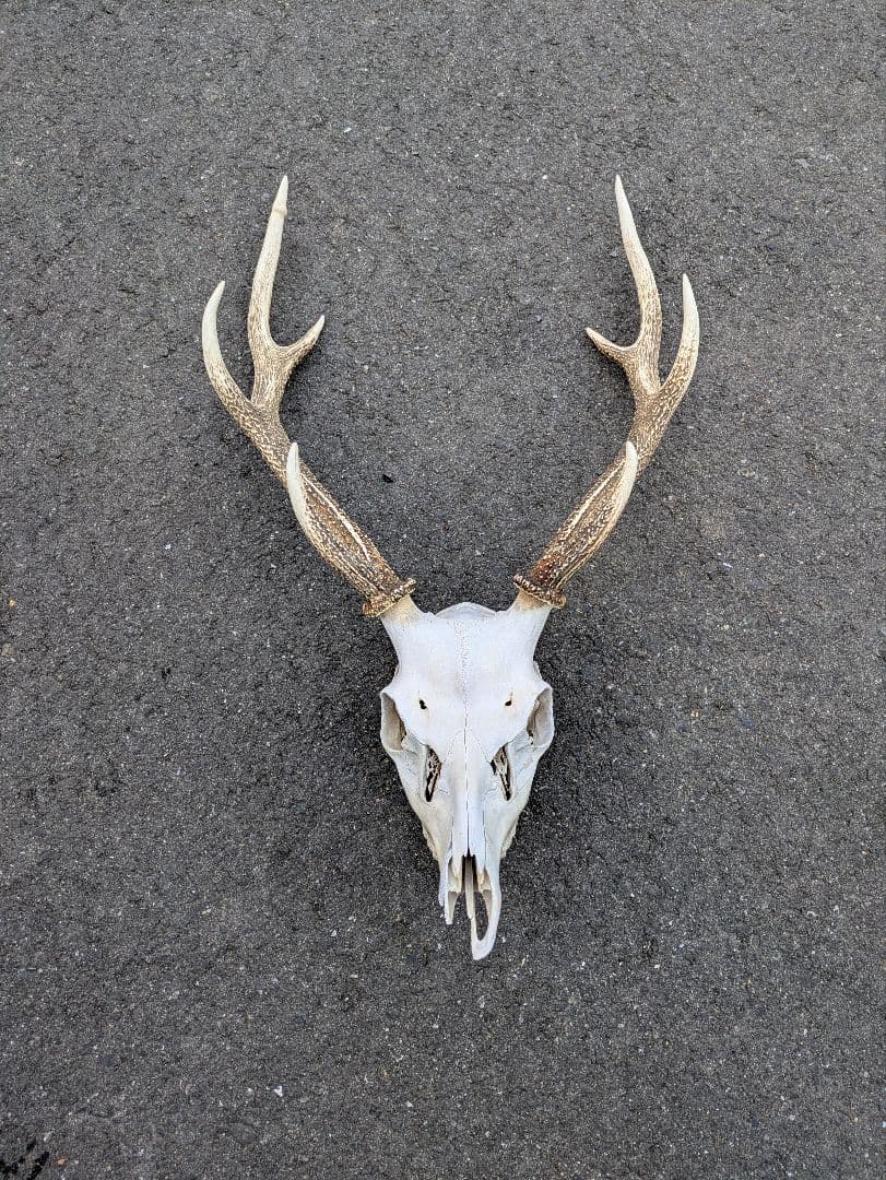 九州鹿　スカルトロフィー