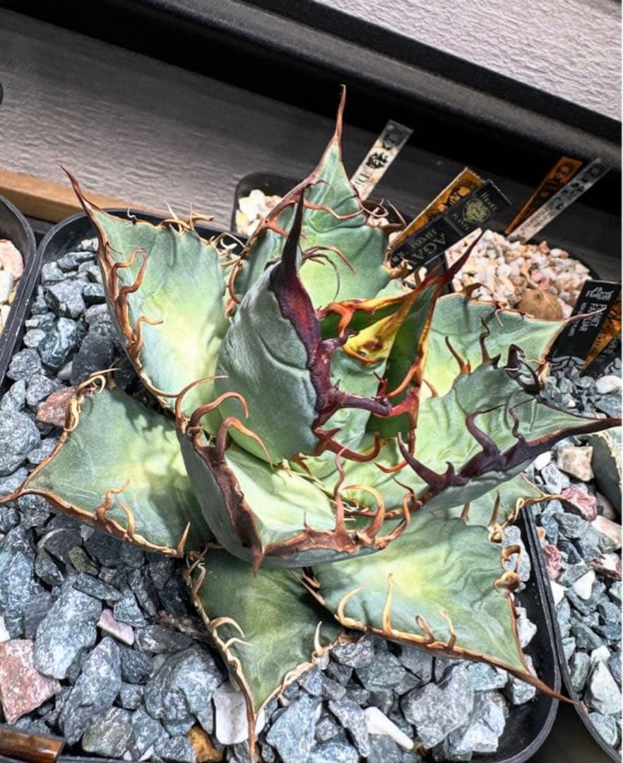 HP034 炎舞 検 麒麟 冰雹 麻花龍 台湾ゴジラ 選抜 実生 オテロイ