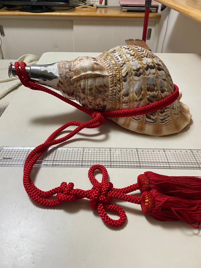 法螺貝　新品未使用　貝殻　標本