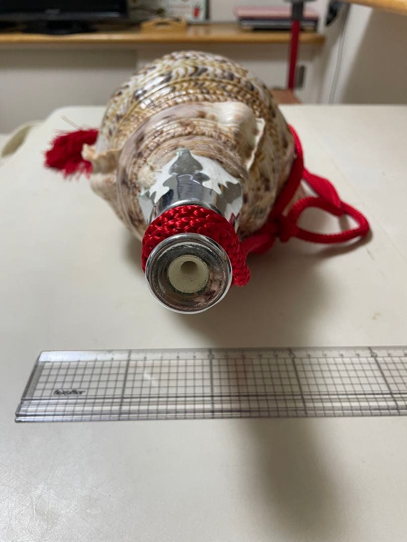 法螺貝　新品未使用　貝殻　標本