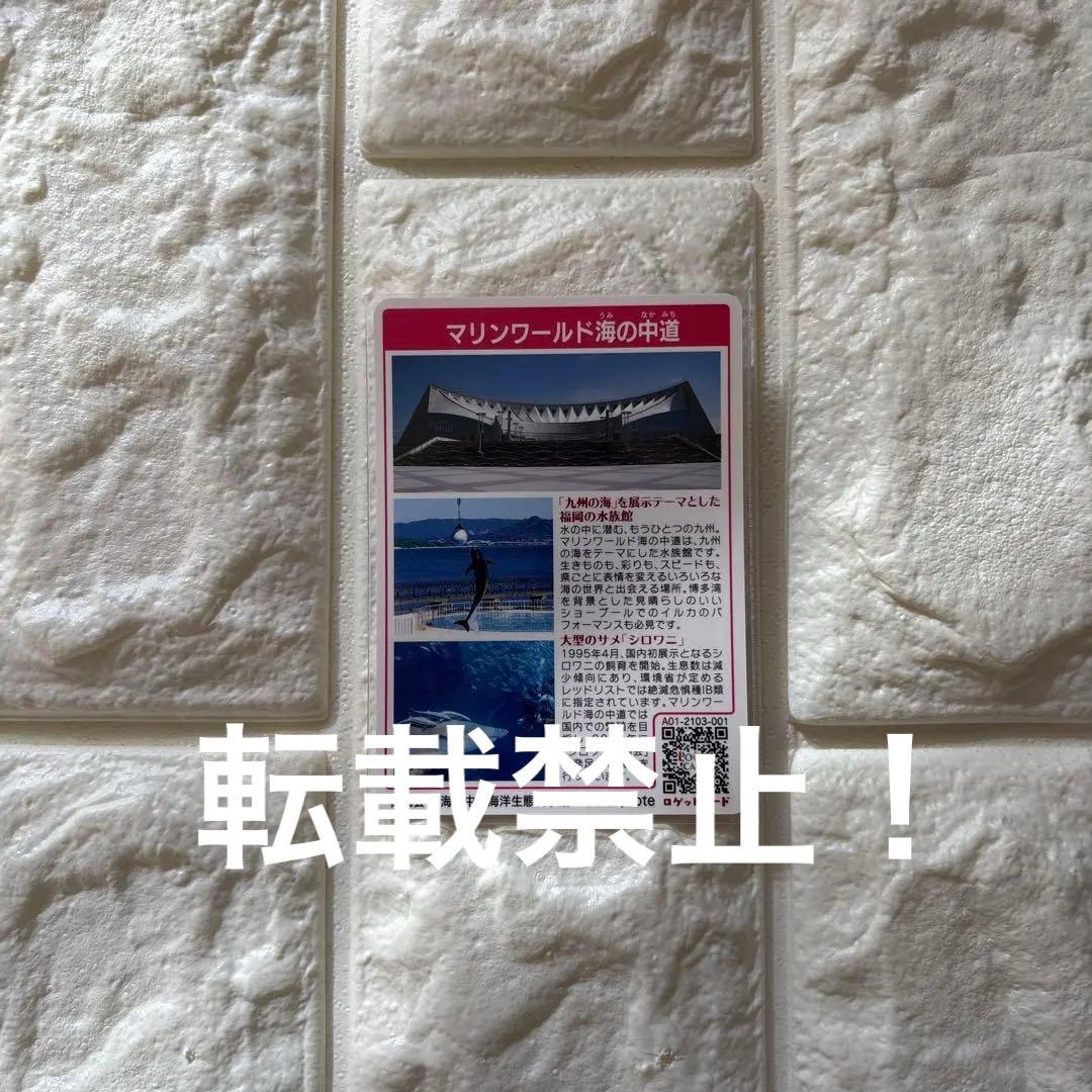 激レア　ロゲットカード　マリンワールド海の中道　ラッコ　リロ君