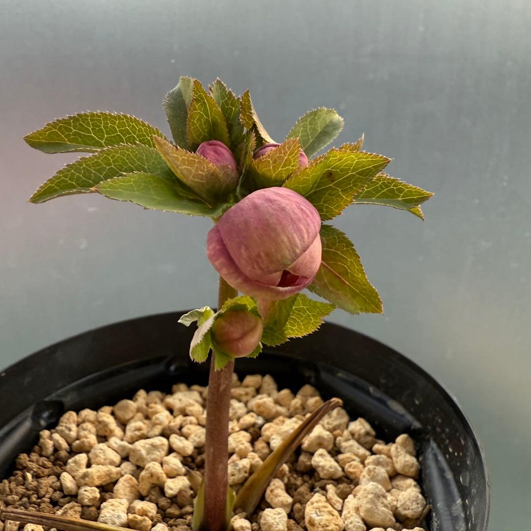 ま*こ様 クリスマスローズ 『小輪 手毬交配 ddアプリコットクリーム』