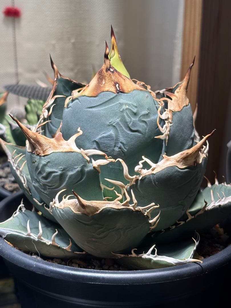 アガベ Agave oteroi seedling