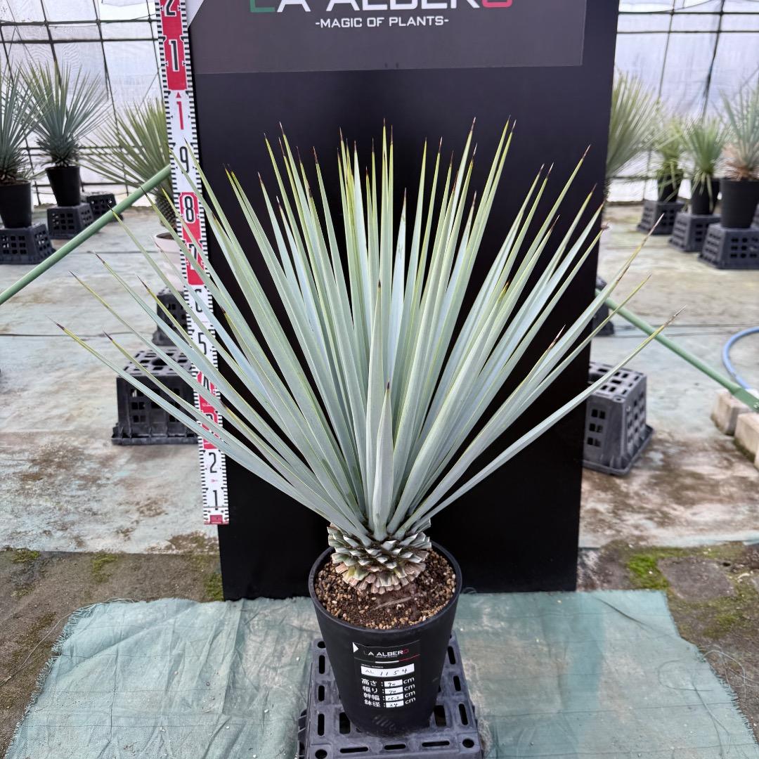 【AL1154】ユッカ　リギダ　ホワイト個体　24cm鉢