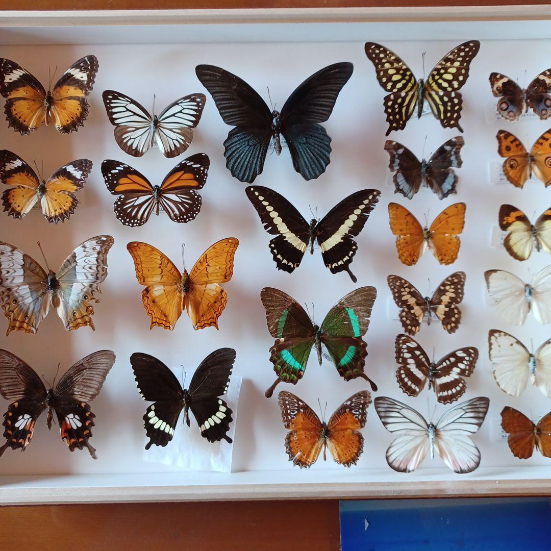 蝶標本　タイ　サムイ島産24頭 +ドイツ箱中型