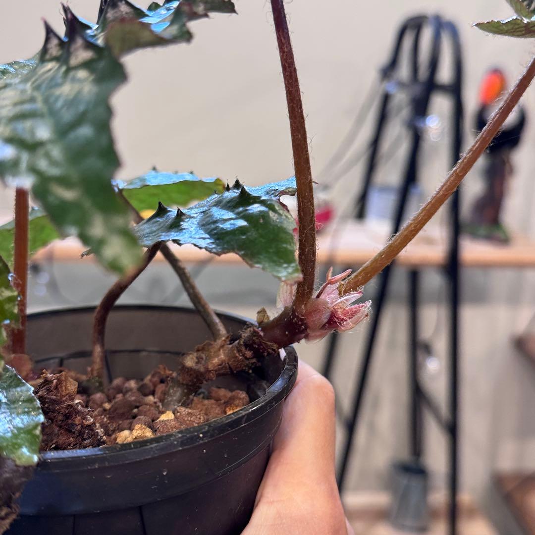 h*o様 26 ベゴニア　フェロックス　トゲトゲ　大きめ