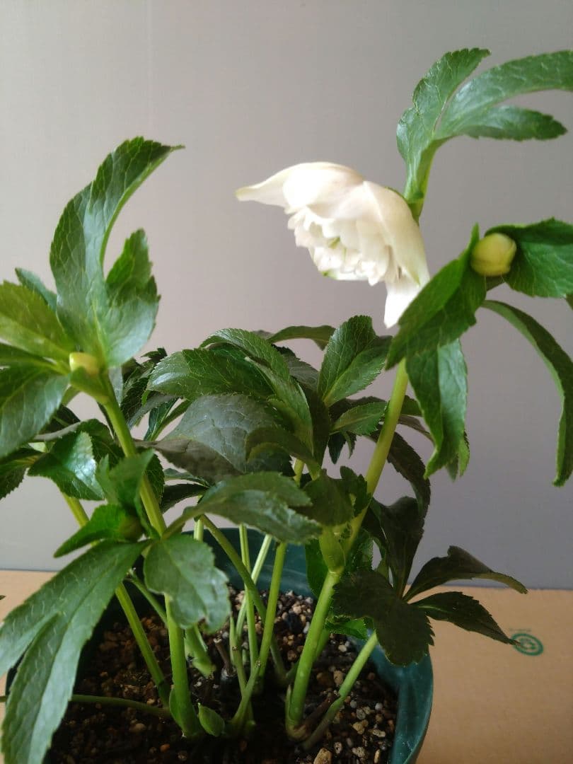 クリスマスローズ　多弁ホワイトブロッチdd　開花見込み大株