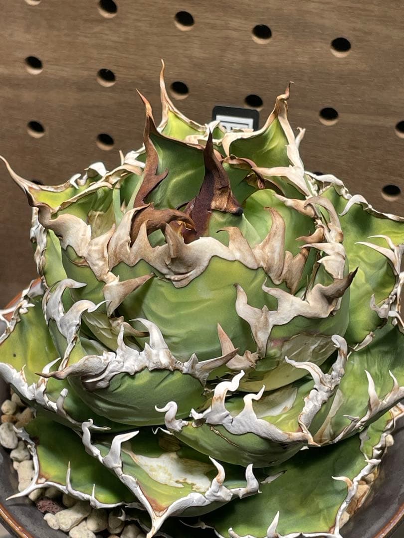 C*a様 アガベ　チタノタ　シーザー　親株　抜苗発送