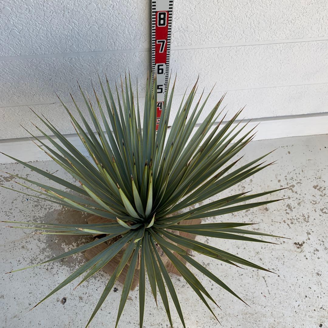 ユッカロストラータ　耐寒性　ドライガーデン　ロックガーデン　28