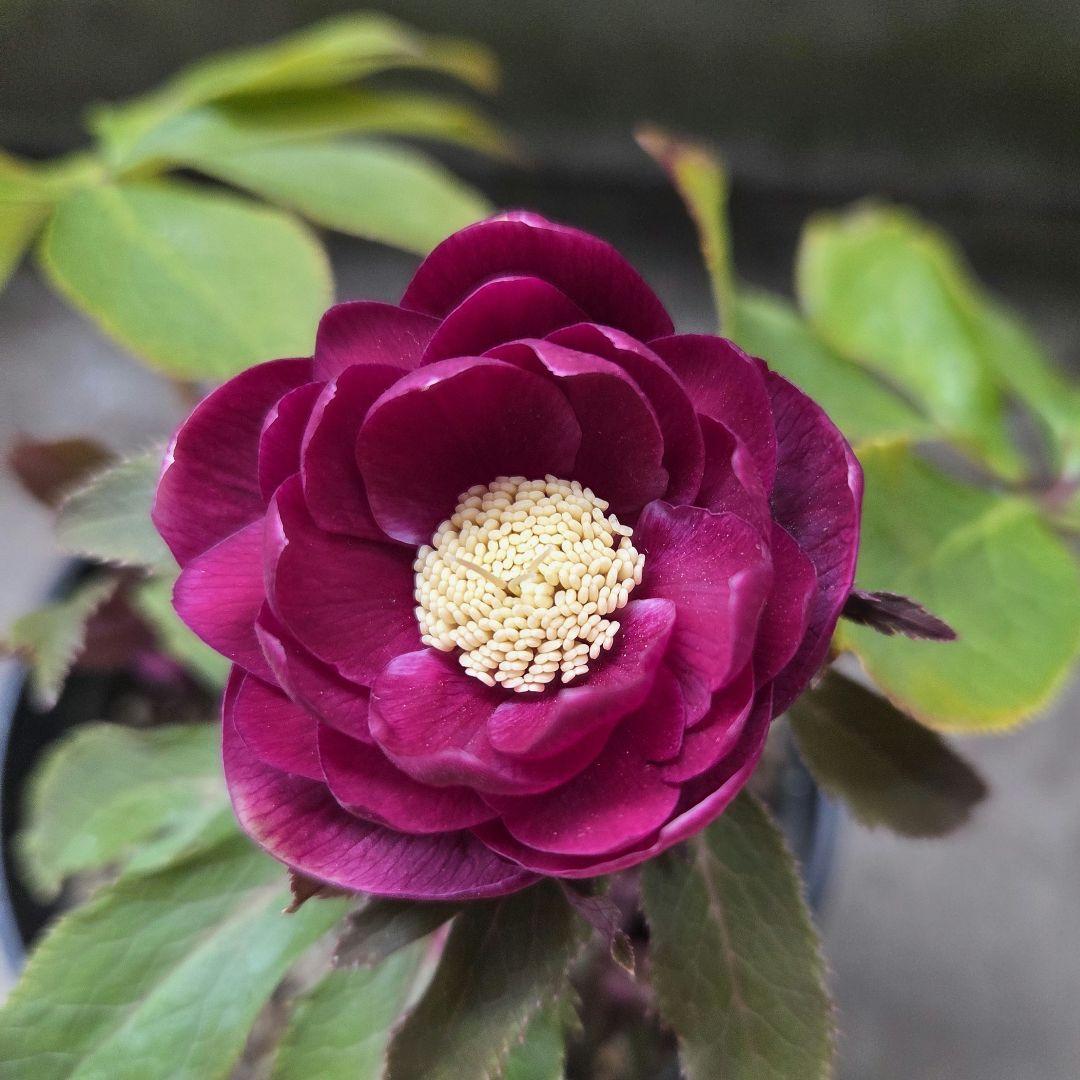 SALE　クリスマスローズ 広瀬園芸 レッドオーレア ダブル 開花株