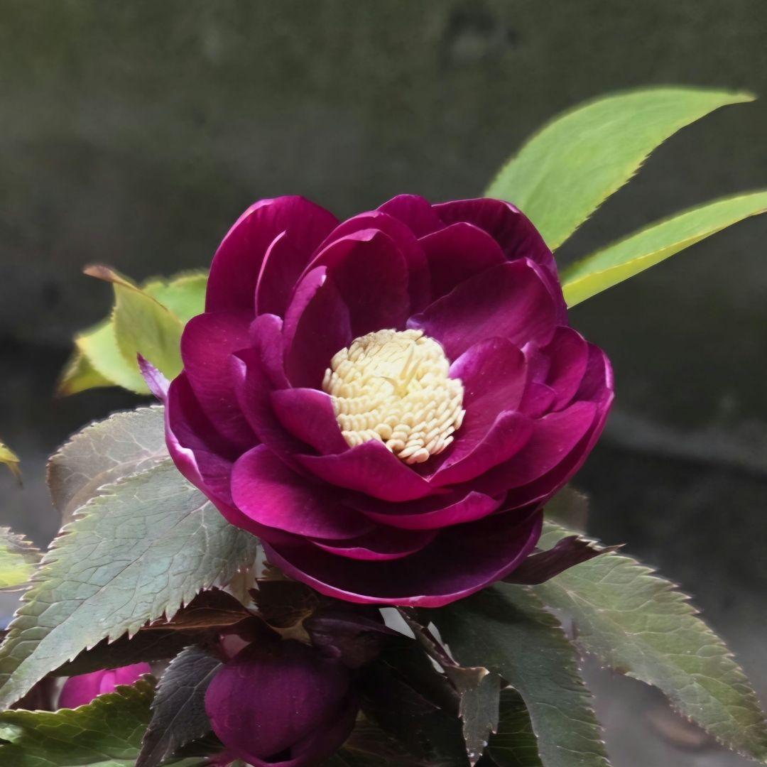 SALE　クリスマスローズ 広瀬園芸 レッドオーレア ダブル 開花株