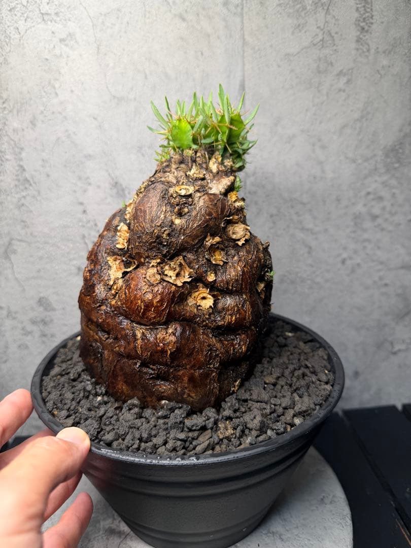 ユーフォルビア　ムランジーナ　美樹形　コレクション株