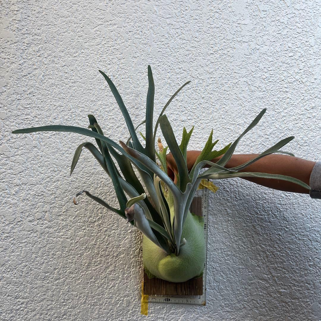 ビカクシダ ビーチーシルバー