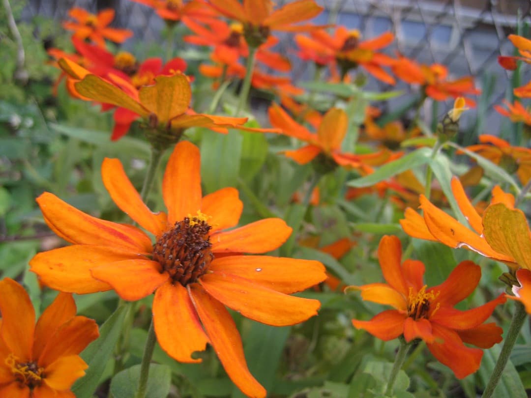 実写美⭕️良品【動作確認済】Canon　IXY　DIGITAL 70 PC1193