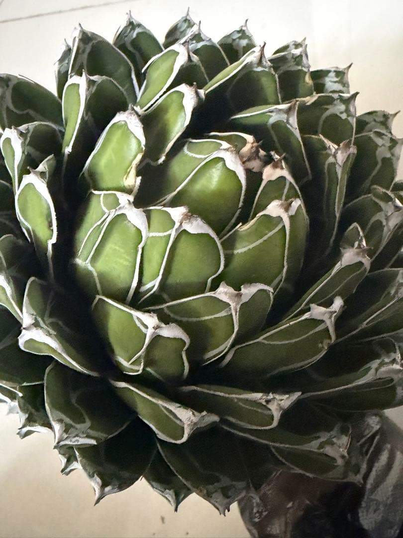 専用ページ　アガベ ダルマ笹の雪　濃白大苗◇ドライガーデン多肉サボテン　チタノタ