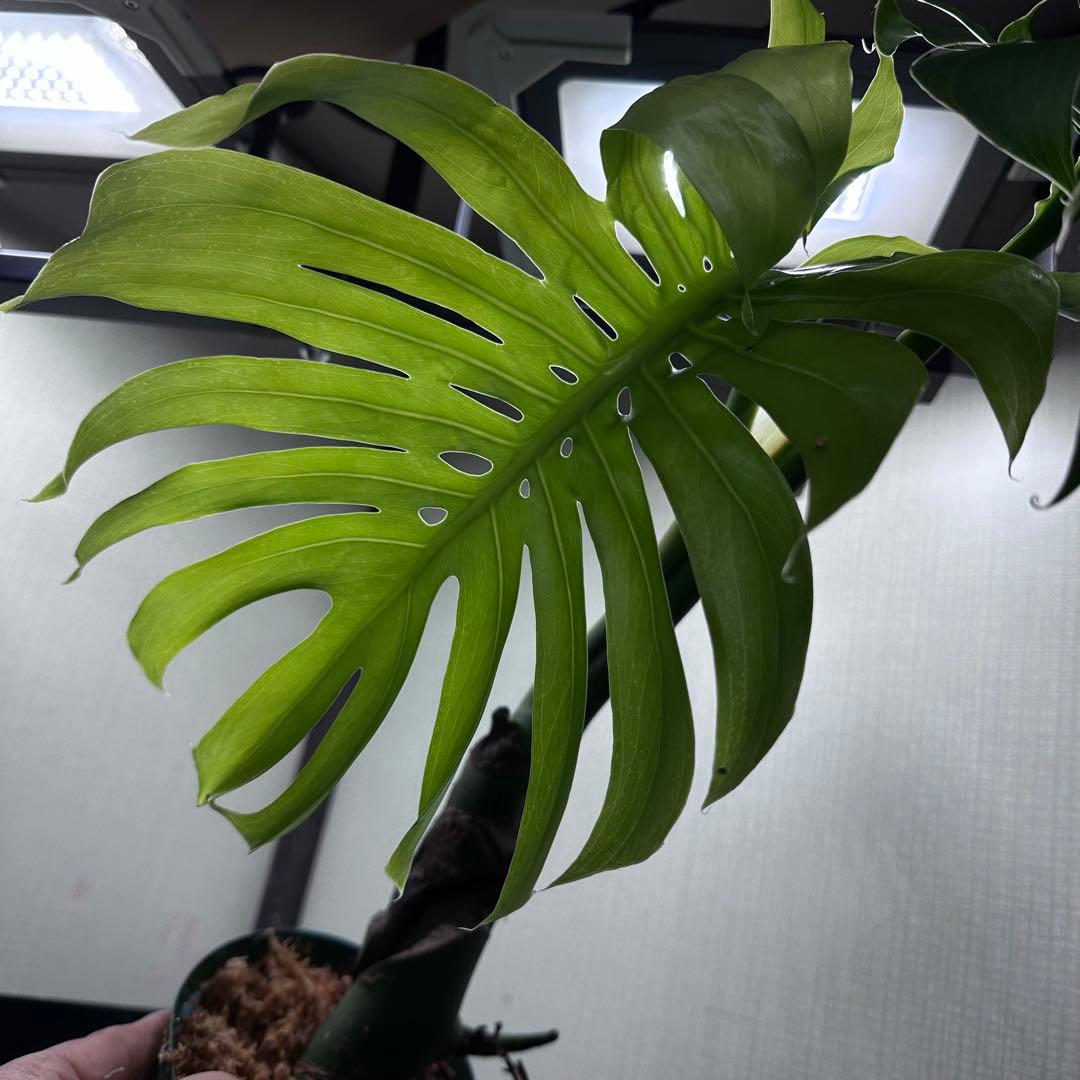 し*け様 モンステラデリシオーサマクロコズム超希少系統鉢植え67㎝