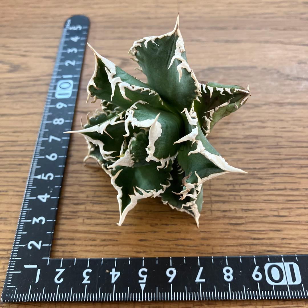 【速達】12 訳あり サイズ大　優秀　アガべ　チタノタ　白豪刺　TC