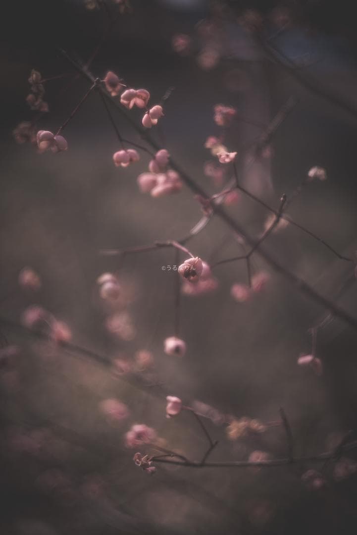 銘玉！Leica Summicron 50mm 1st Collapsible