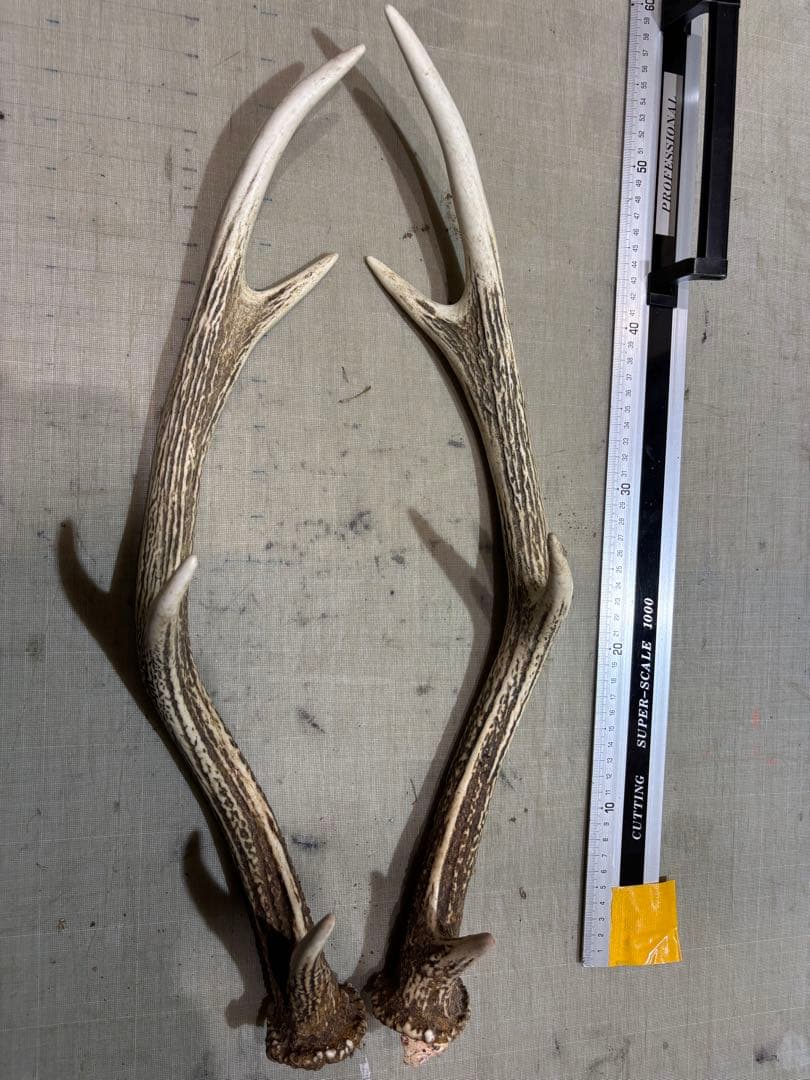 クラフト　蝦夷鹿の角