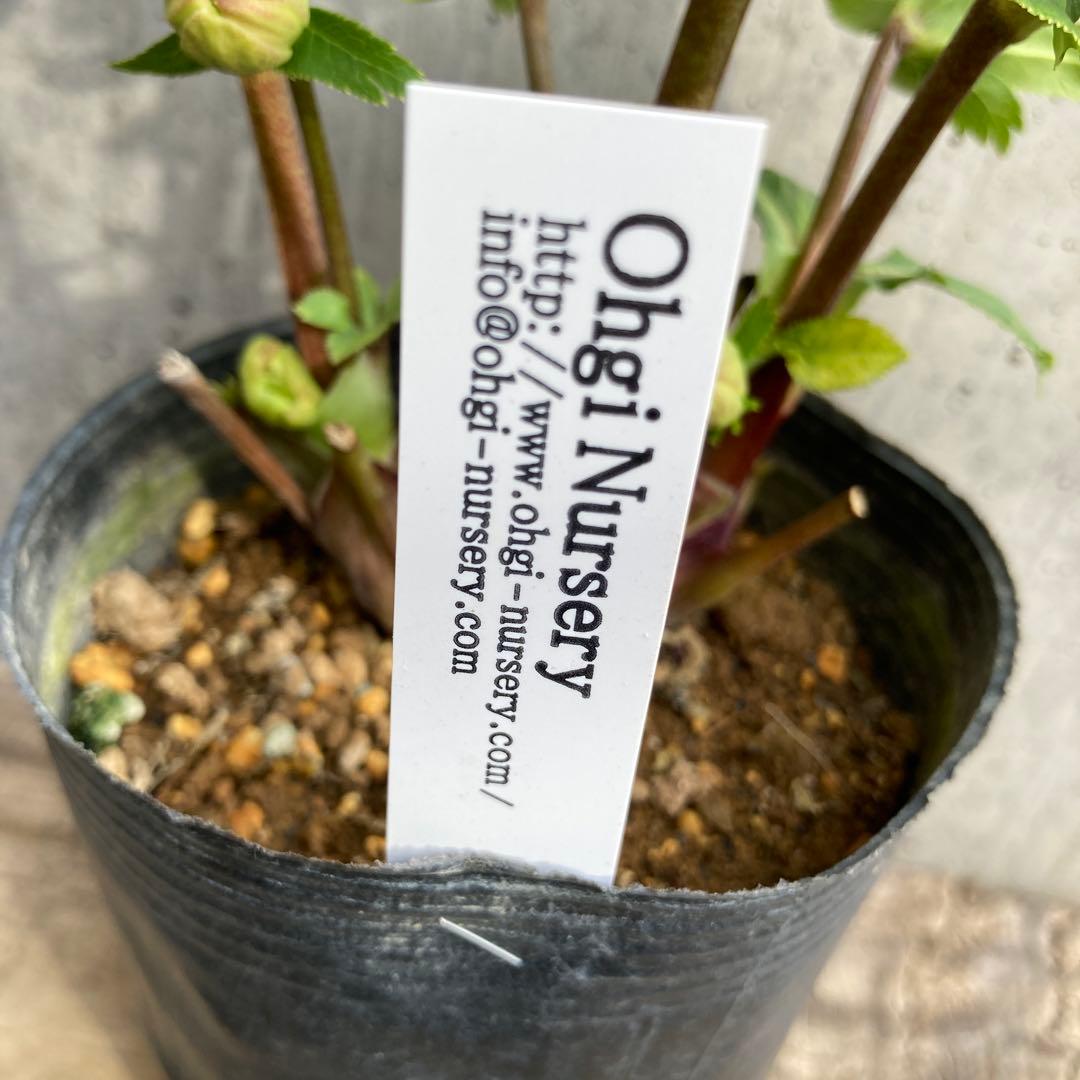 クリスマスローズ　開花株　3.5寸 　大木ナーセリー