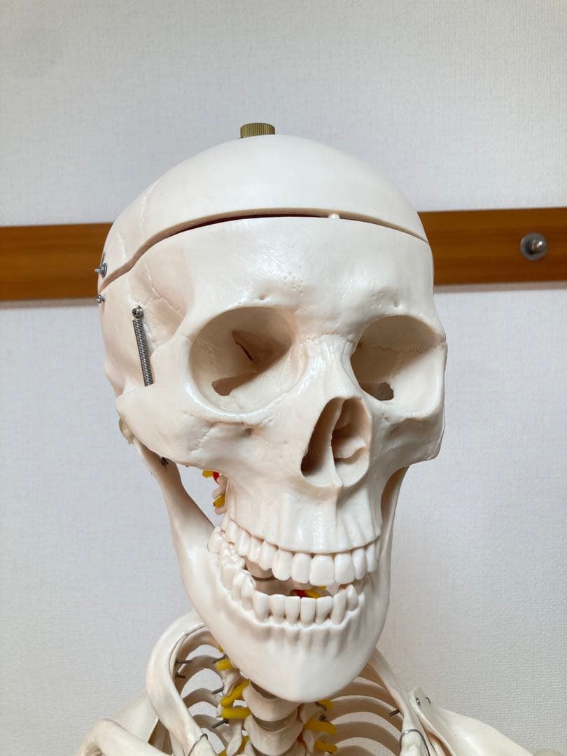 ☆レア 全身人体模型 骨格標本 約180cm 可動式 キャスター付き 医学 教材