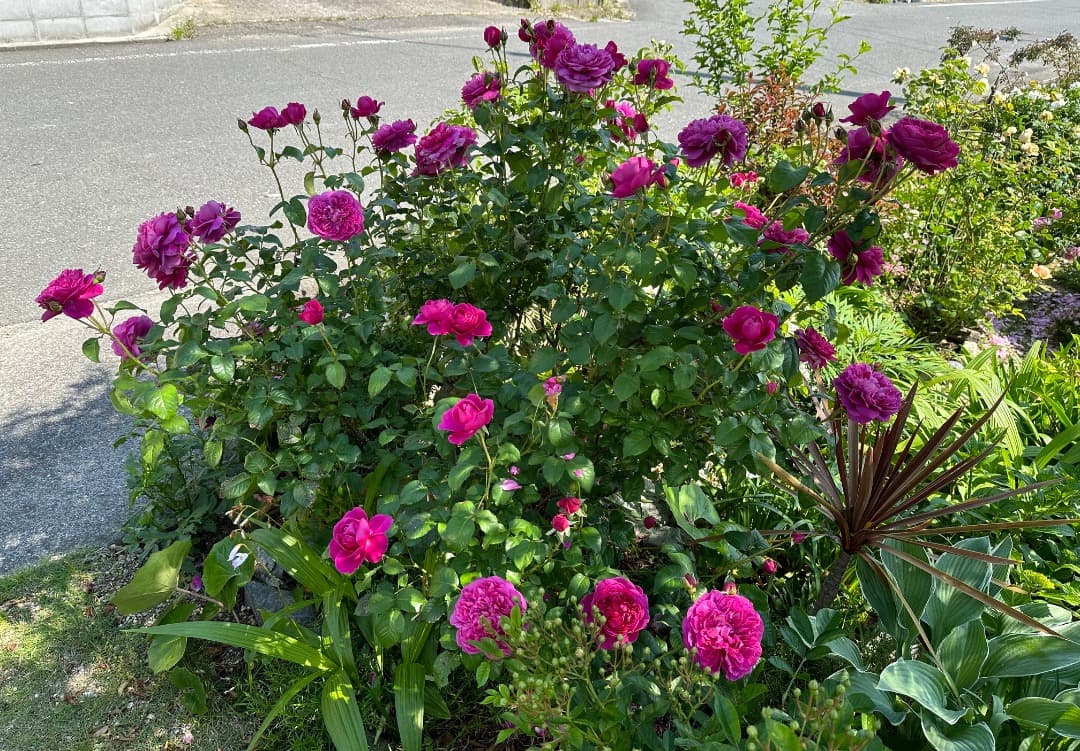 ER・ジェームズ・L. オースチン【大苗】イングリッシュローズ