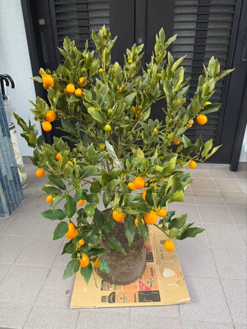 希少金柑ぷちまる 実が沢山付き 特大株 果樹