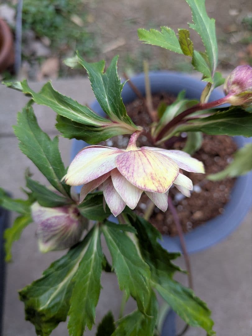 クリスマスローズ　ダブル　グリーンブロッチ　平咲き〈広瀬園芸〉