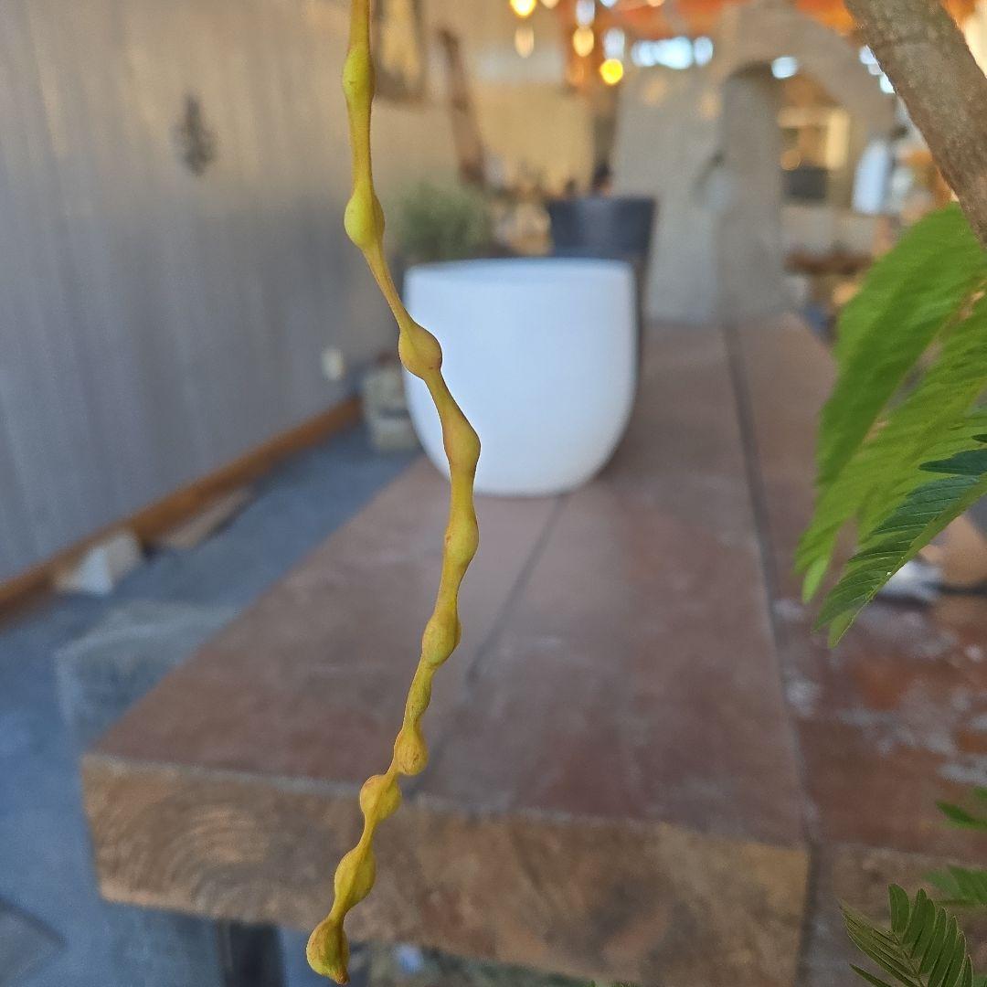 ②　エバーフレッシュ曲がり仕立て　7号特大苗木最高等級極上品‼️