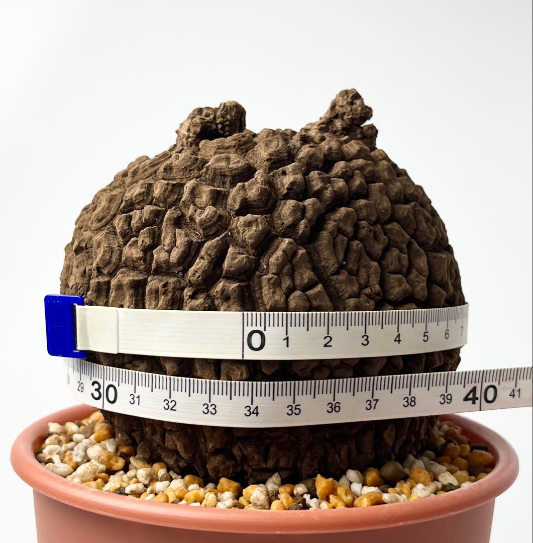 ピザ【極美/大株/塊根植物】ステファニア スベローサ 大株 鉢植え