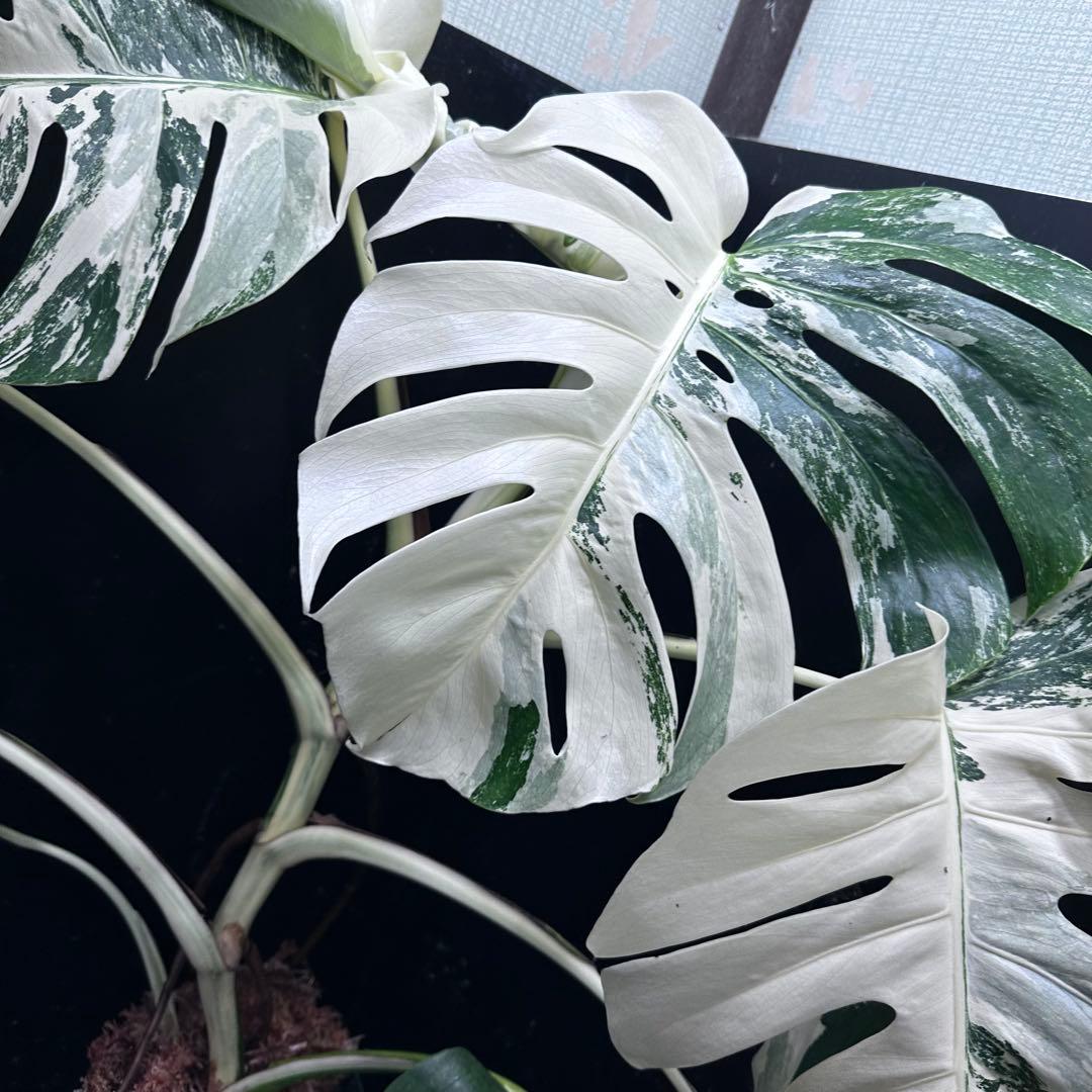 d*0様 斑入りモンステラ ホワイトタイガー極美大株69cm白斑多