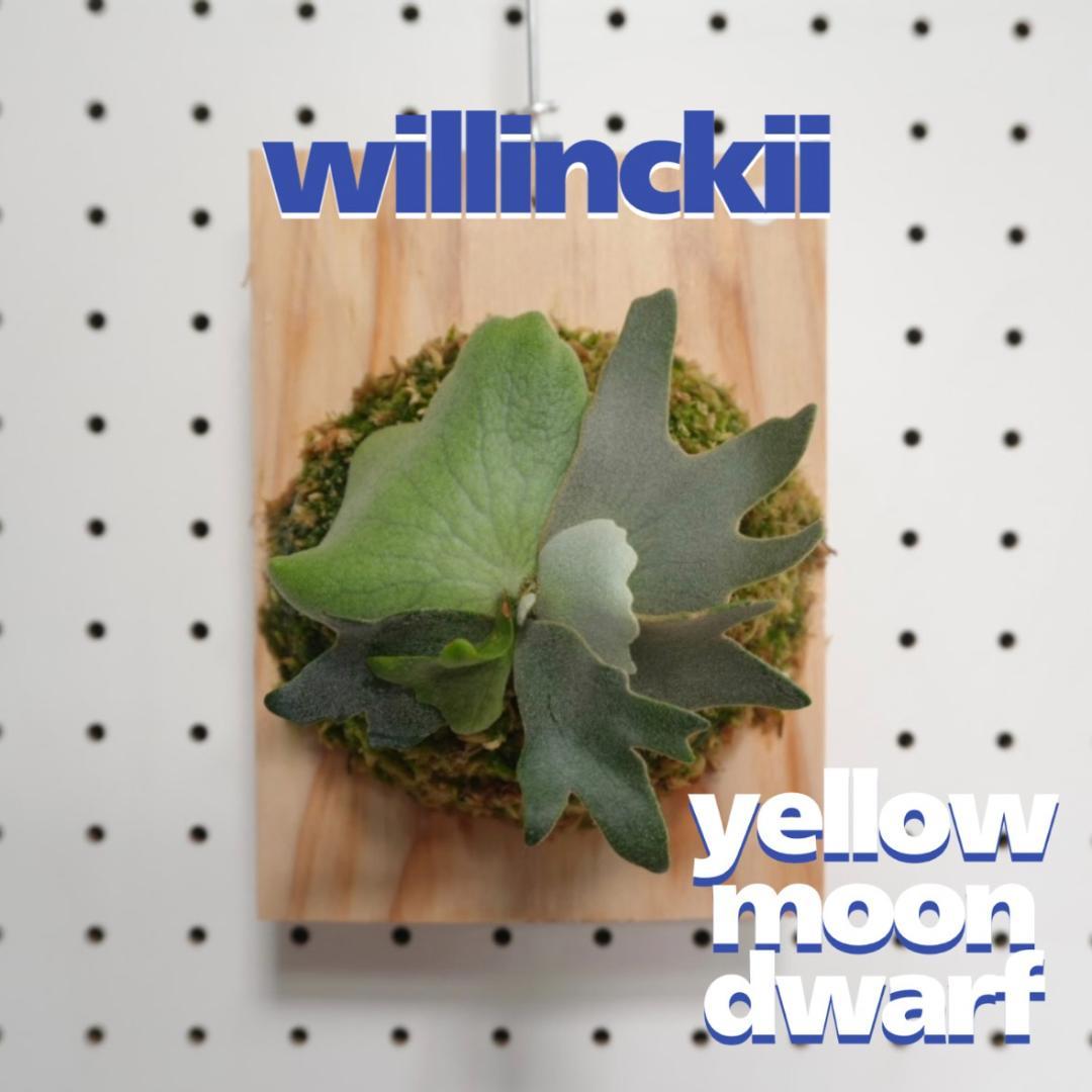 ビカクシダ YMDS ウィリンキー系 イエロームーンドワーフ　スポア　Y-2