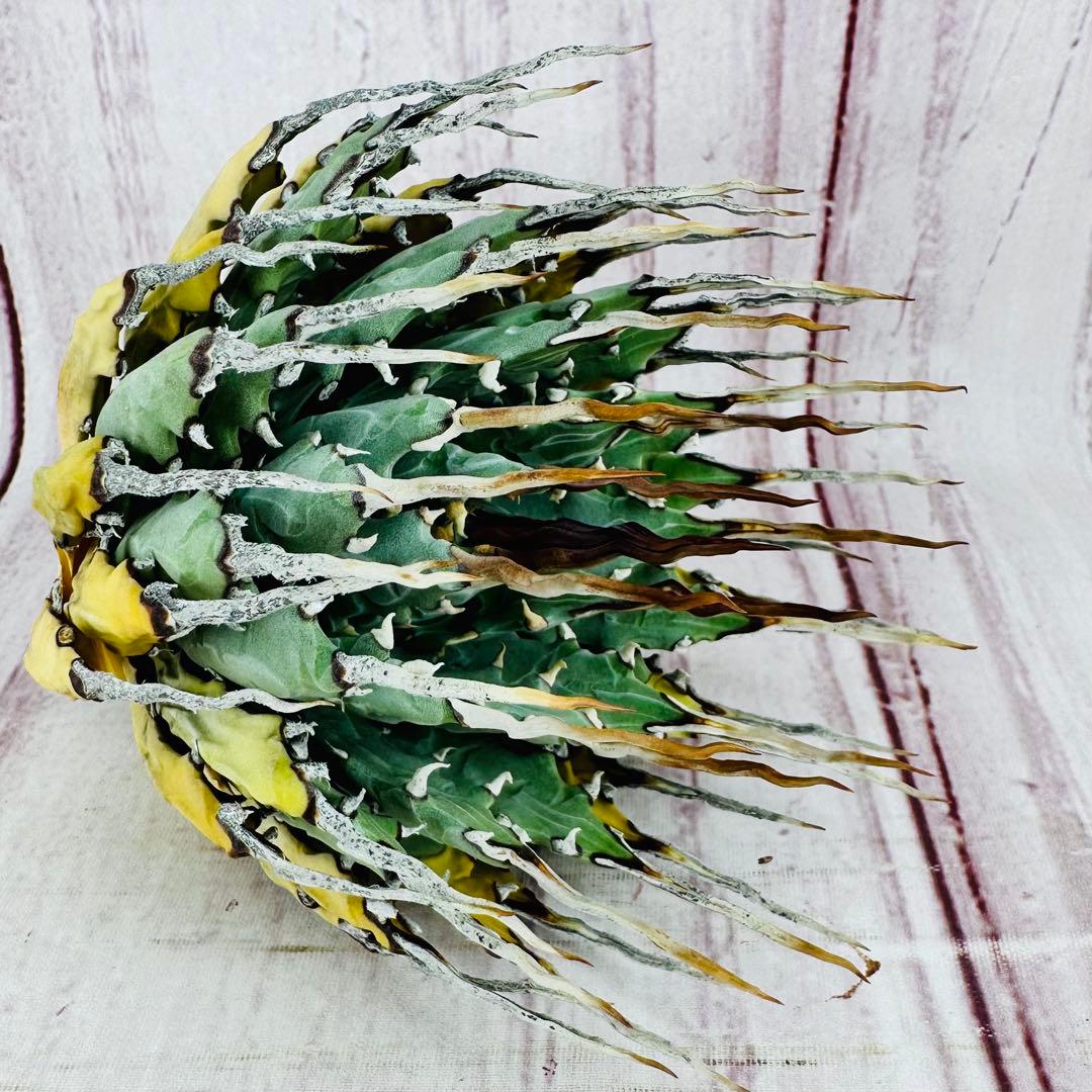 ⑥ アガベ ユタエンシス エボリスピナ 陽炎 ロングスパイン