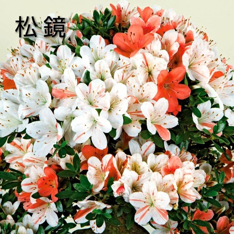 ( 松鏡 ) 皐月盆栽　さつき盆栽　サツキ盆栽