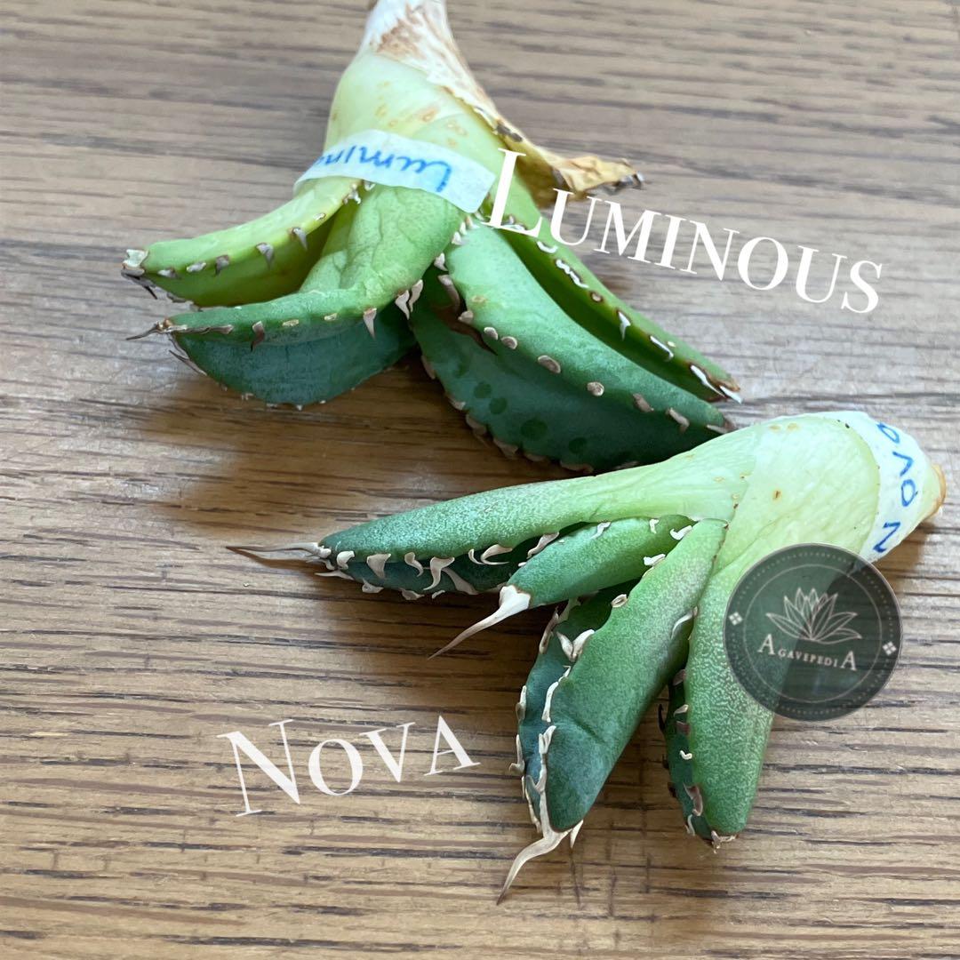 レ*ド様 【初売りオークション】124 匿名配送 REZA産　アガベ　ノヴァ/ル